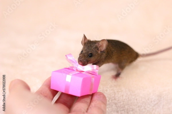 Obraz ネズミとプレゼント