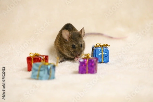 Obraz 嬉しいプレゼント