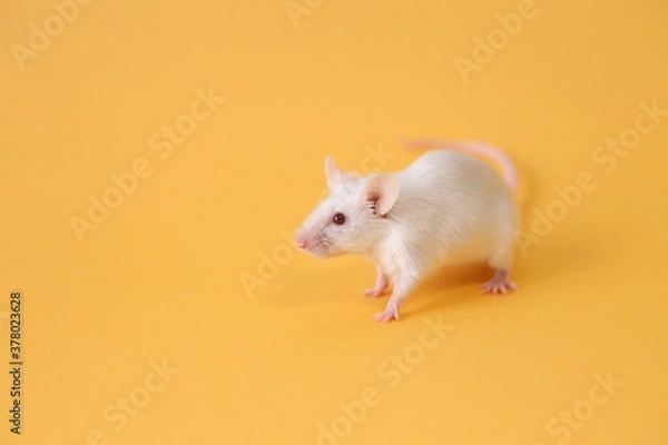 Obraz ネズミと山吹色の背景