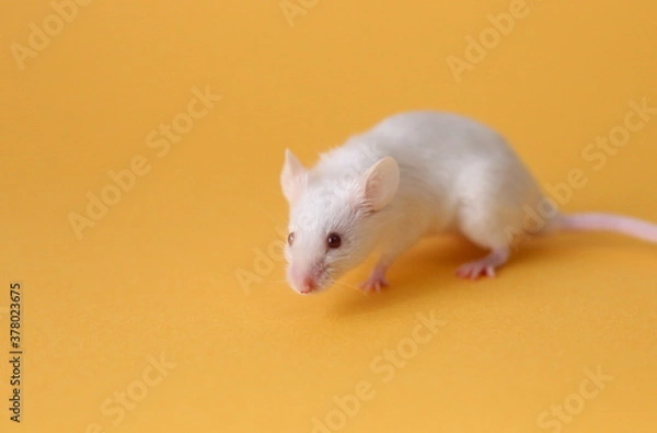Obraz ネズミと山吹色の背景