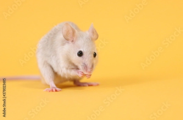 Obraz ネズミと山吹色の背景