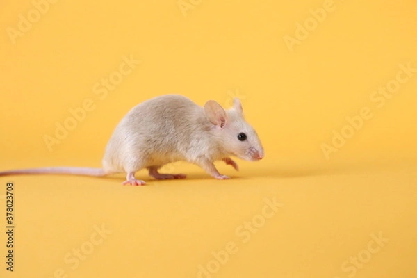 Obraz ネズミと山吹色の背景