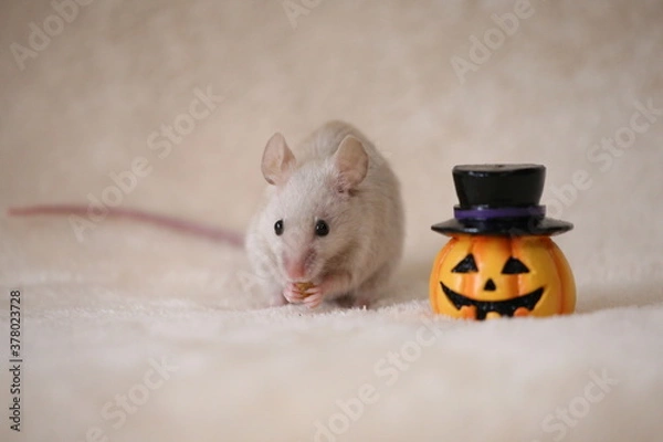 Obraz ネズミとジャックオーランタン