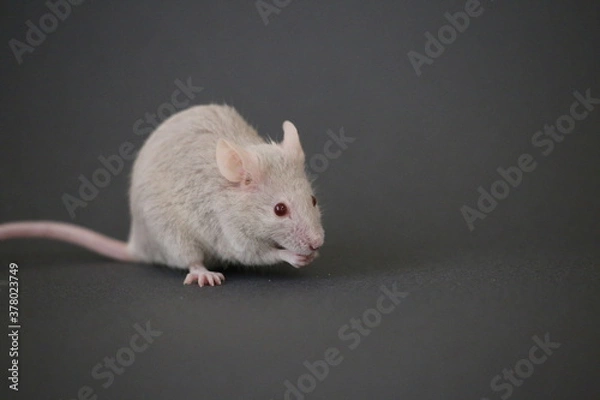Obraz 灰色のネズミ