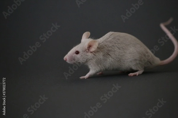 Obraz 灰色のネズミ