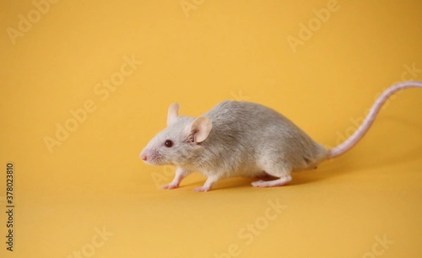 Obraz ネズミと山吹色の背景