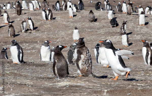 Fototapeta Gentoo Penguins (Pygoscelis papua) - during a Catastrophic Molt, Westpoint Island, Falkland Islands.	