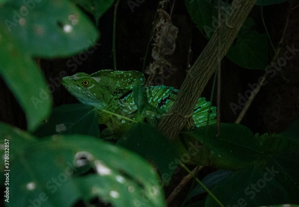 Fototapeta lizard on the tree