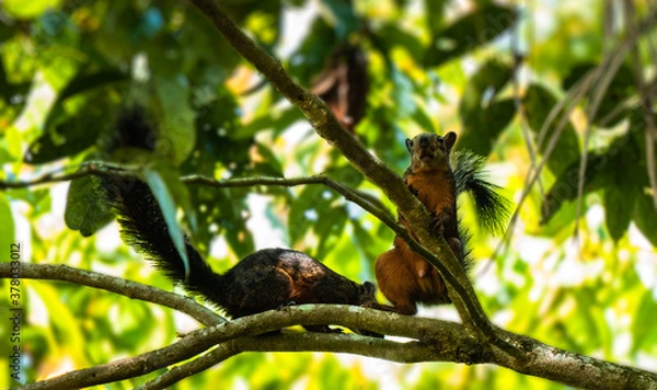 Fototapeta squirrel on tree