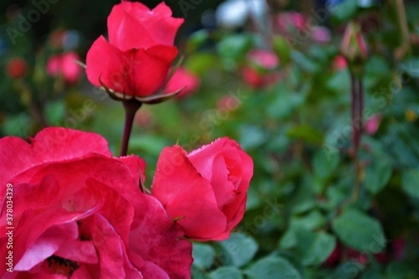 Fototapeta Rosa Salmón Capullo