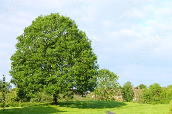 Fototapeta scenic view of a large Ash tree in a Lancashire park with blue sky and white clouds in the background