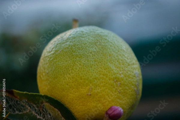 Fototapeta Close up of  maturing lemon and its dimples