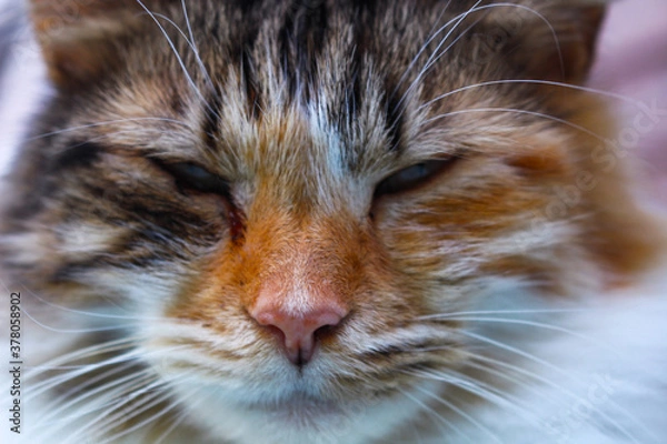 Fototapeta Tortoiseshell cat being lazy in the sun