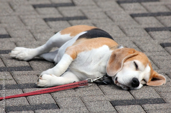 Obraz sleepy dog