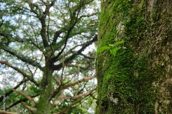 Fototapeta Moss and vines attached to old trees.