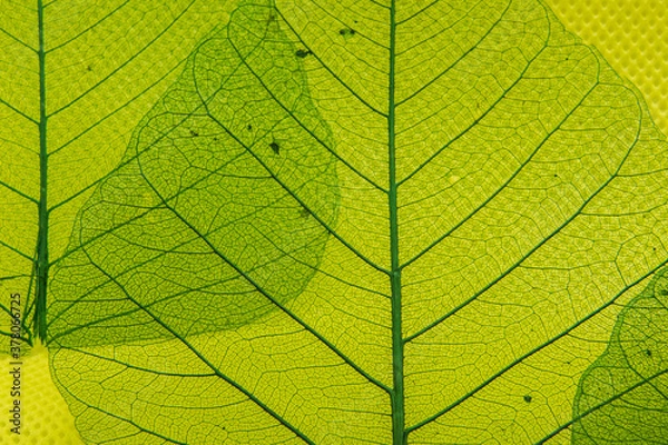 Fototapeta Closeup transparent green leaves veining patterns on yellow patterned background.