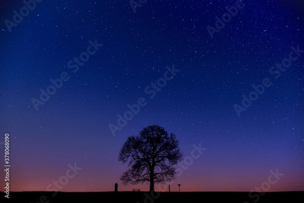 Fototapeta tree at night