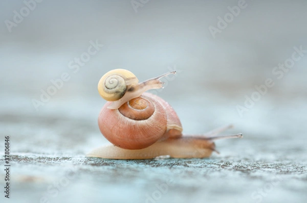 Obraz Taksówka ślimaka