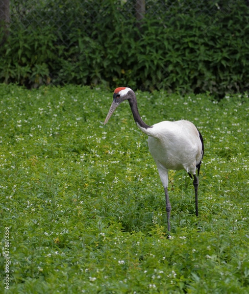 Obraz Żuraw mandżurski Grus japonensis, szukający pożywienia na łące, można zobaczyć jego czerwoną głowę.