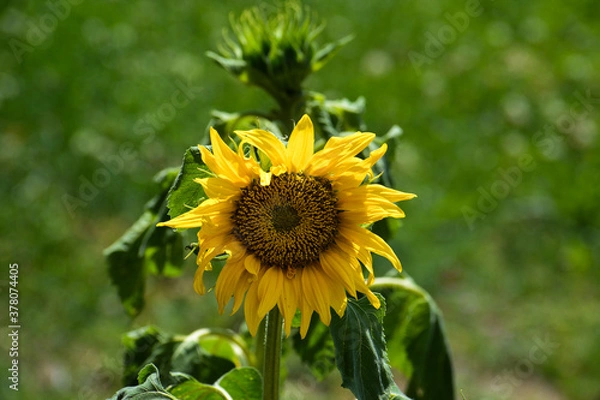 Obraz A sunflower Helianthus annuus in full bloom.