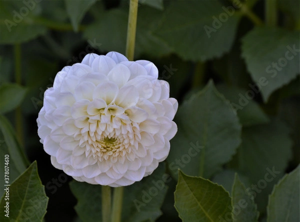 Fototapeta The flowers of the white pompom dahlias and the ball dahlias are spherical and compact. The petals form a tube because they are rolled up along the longitudinal axis. Ryecroft Jan