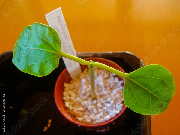Obraz A young plant of the bottle plant shrub Jatropha podagrica. Two leaves are already fully grown, and new sprouts are coming.