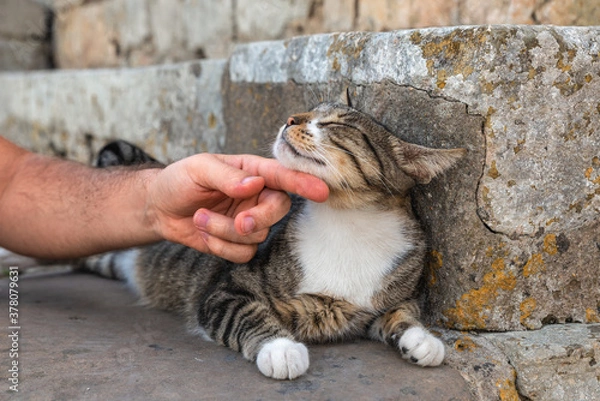 Fototapeta Hand of a man petting a beautiful stray cat with gray background