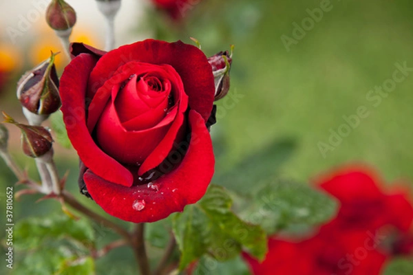 Obraz rain drop on red rose