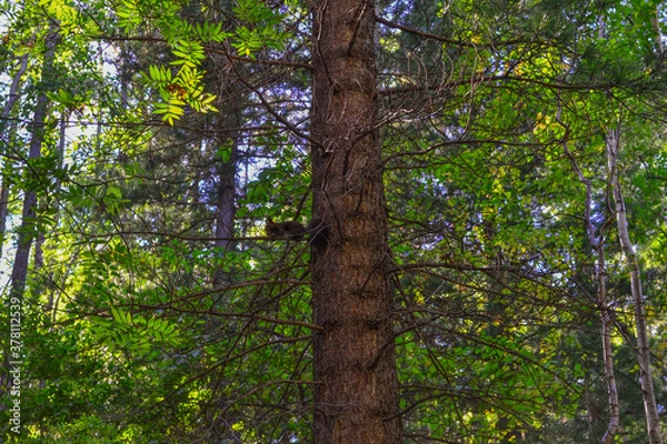 Fototapeta little orange red squirrel on green coniferous tree branch in the summer sun
