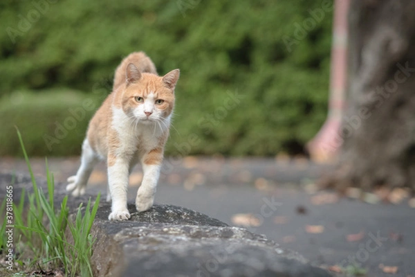 Obraz 歩く茶白猫