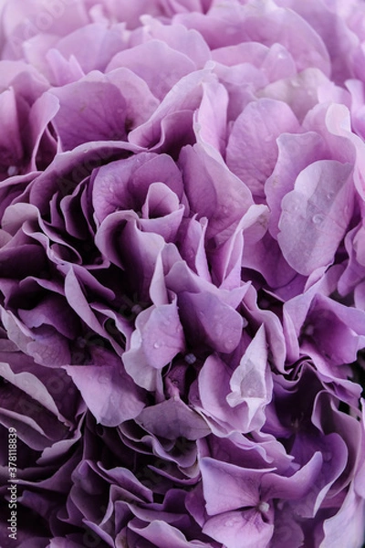 Fototapeta Beautiful hydrangea (Hydrangea macrophylla) flower marco isolated on white background. Violet hortensia flowers close up.
