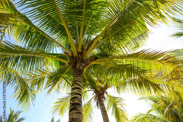 Fototapeta Large green branches on coconut trees against the sky