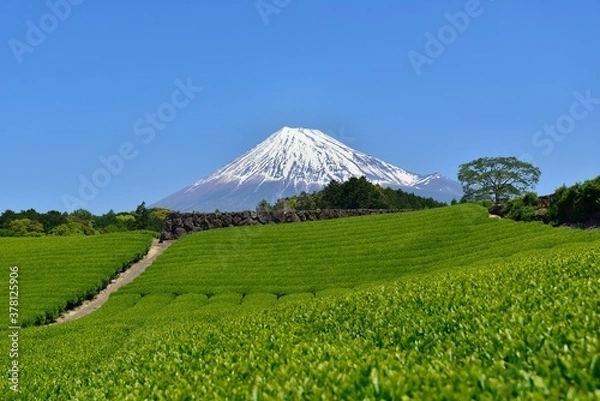 Fototapeta 富士山と新緑の茶畑