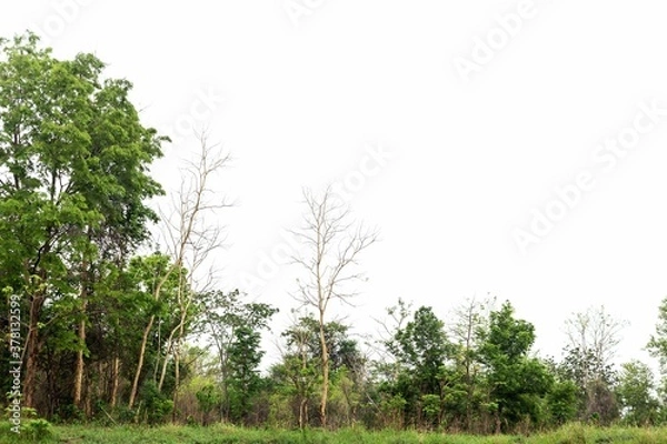 Fototapeta The forest is located separately on a white background.