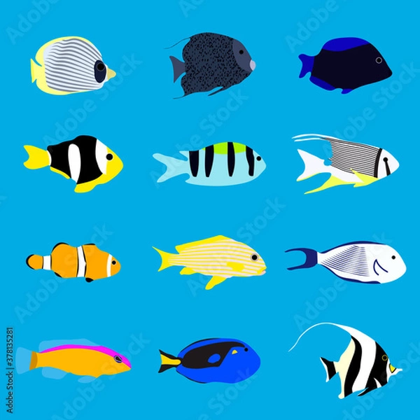 Fototapeta Set of tropical color sea fishes