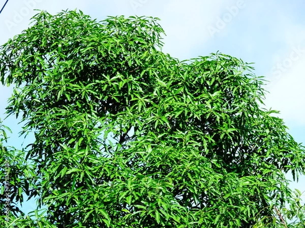 Obraz Tree branches with green leaves and cloud background