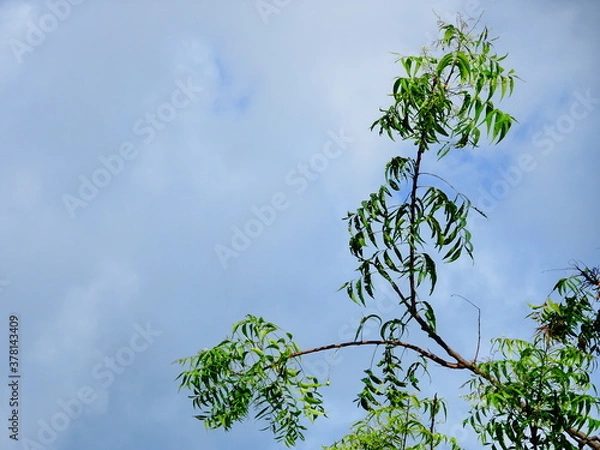 Obraz Tree branches with green leaves and cloud background