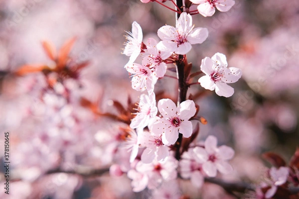 Fototapeta Floral background