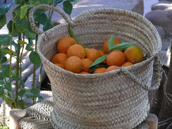 Obraz Korb mit Orangen