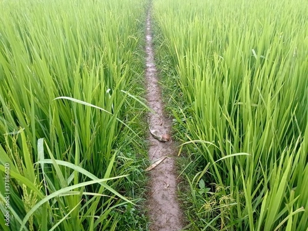 Fototapeta Thin road between green paddy field