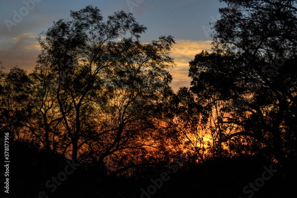 Obraz sunset in the forest