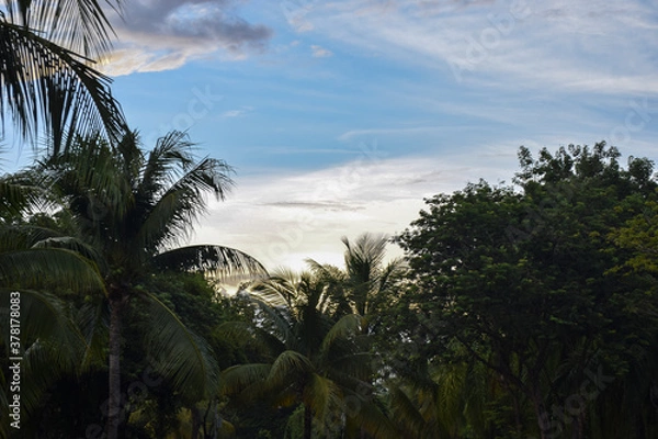 Obraz palm trees at sunset