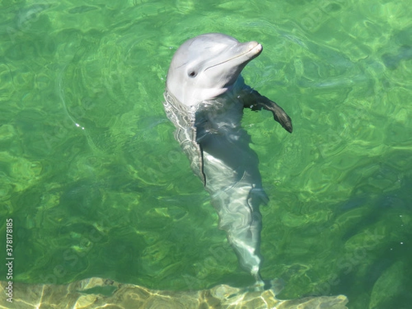Obraz dolphin jumping out of water