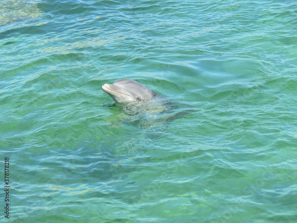 Obraz dolphin in the water