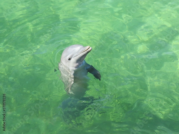 Obraz dolphin
