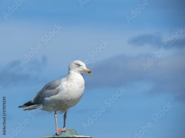 Obraz seagull on the beach