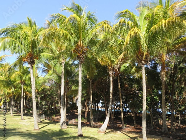 Obraz palm trees on the beach
