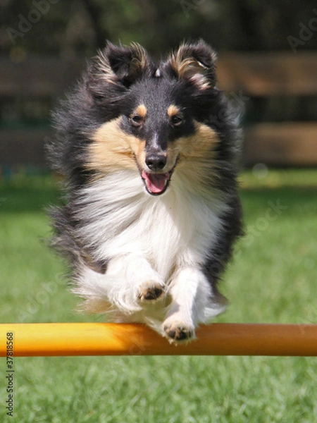 Obraz Agility - Sheltie über Hürde