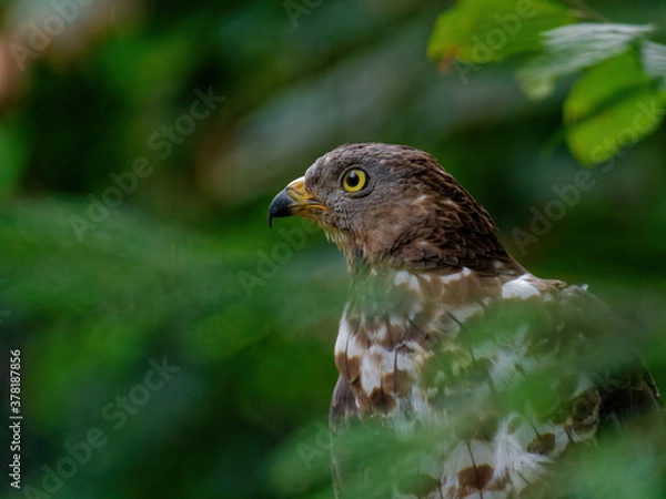 Fototapeta The Eurasian sparrowhawk, Accipiter nisus, also known as the northern sparrowhawk or simply the sparrowhawk, is a small bird of prey in the family Accipitridae.