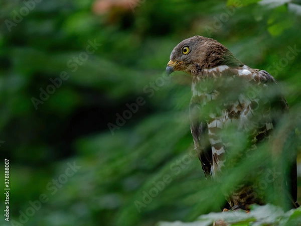 Fototapeta The Eurasian sparrowhawk, Accipiter nisus, also known as the northern sparrowhawk or simply the sparrowhawk, is a small bird of prey in the family Accipitridae.
